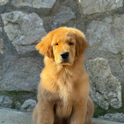 WhatsApp Image 2025-12-17 at 14.41.09 (2)